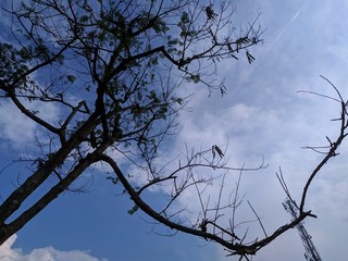 branches of a tree