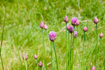 Fototapeta premium Macro nature view of chive herb plants beginning to bloom