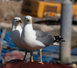 A couple of seagulls on a wharf