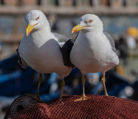 A couple of seagulls on a wharf