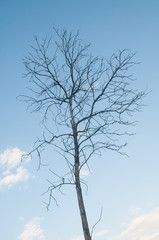 Dead Trees in the forest around a lake