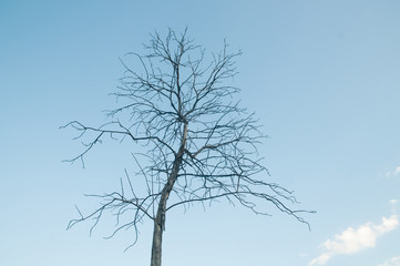 Fototapeta na wymiar Dead Trees in the forest around a lake