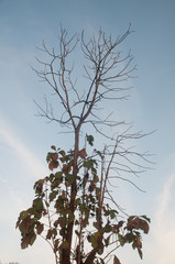 Dead Trees in the forest around a lake