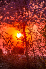 Wild cherry flowers at the springtime