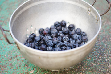 Blueberries in colander 