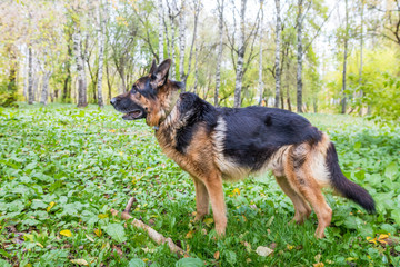 Dog German Shepherd outdoors in an autumn
