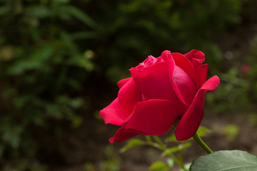 Beautiful red rose with green leaves in nature.Background