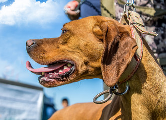 Hound Hunting Dog. Hungarian Vyzhla