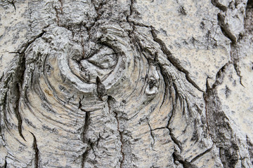 Texture of white bark of birch. Texture of white bark of birch