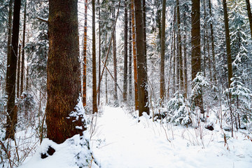 Snow covered trees in a winter forest. Red trunks of pine trees