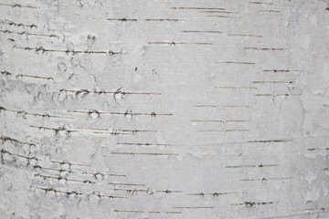 Texture of white bark of birch. Texture of white bark of birch