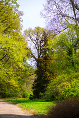 Landscape in the park