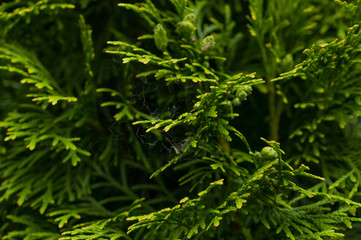 Green leaves of a fir tree.Background