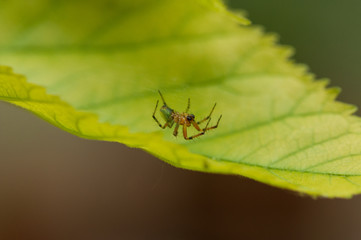 A small spider standing on a green leaf.Insect.Background