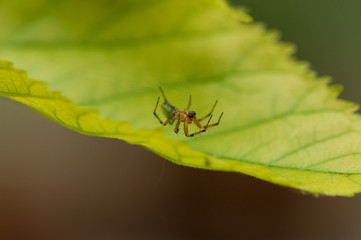A small spider standing on a green leaf.Insect.Background