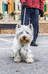 Dog breed scotch terrier in the city