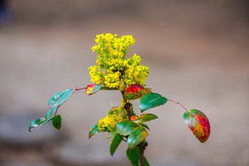 Flowers in the springtime