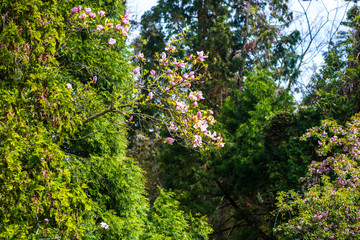 Flowers in the springtime