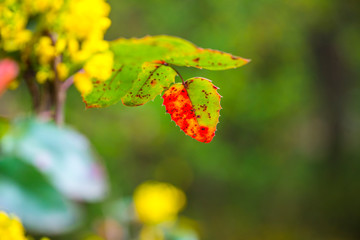 Flowers in the springtime