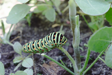 Naklejka premium Green caterpillar on the grass.