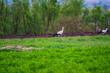 Storks birds