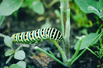Green caterpillar on the grass.