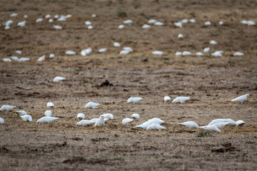 Flock of wild cockatoos feeding