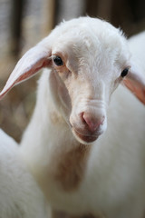 Obraz premium Close up baby lamb face in farm, Sheep.