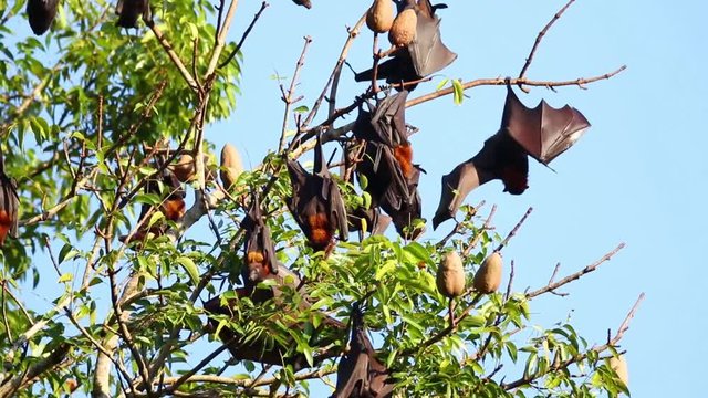 Roosting Flying Foxes within Mambukal Resort,Negros Occidental,Philippines