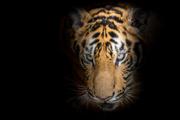 Tiger face fierce on a black background
