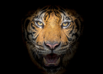 Tiger face fierce on a black background