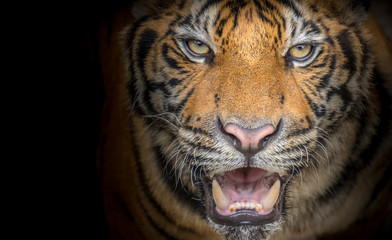 Tiger face fierce on a black background