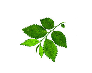 Plant leaves isolated on white background