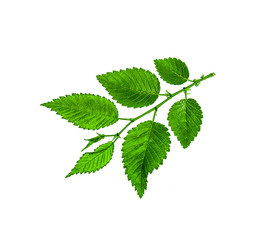 Plant leaves isolated on white background