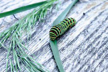 The green caterpillar Machaon feeds on green leaves.