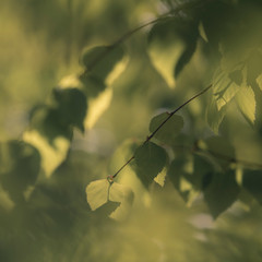 Birch tree branch with fresh leaves in spring