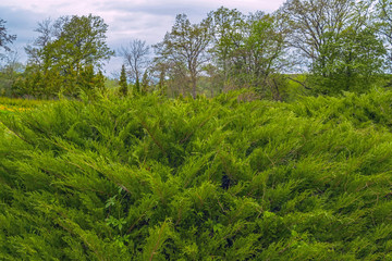 Fototapeta premium Conifer plant nursery. Cossack Juniper in green park