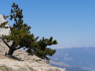 Pine on a rock cliff. Below is a seaside town.