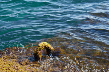 Image of a mounting anchor overgrown with algae.