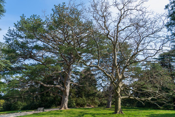 Image of trees in the spring park.