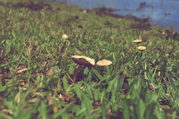 Mushroom closeup on a grassy field