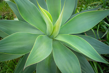 Thick pointy green leaves on shrub, Agave attenuata. ( Agave Dragao )