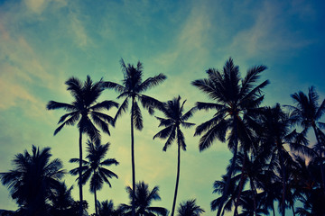 Fototapeta na wymiar Palm trees silhouette in the evening
