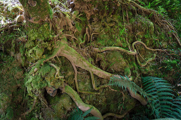 Roots of tree overgrown with green moss in forest