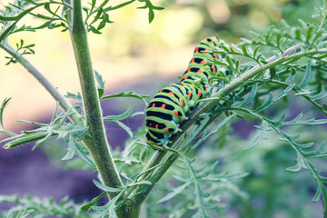 caterpillar crawling on a thin green twig.
