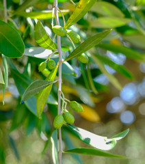 Green olives on a tree in dappled sunlight