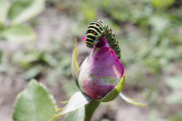 green caterpillar on a pink rose.