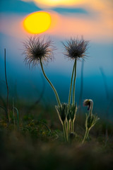 Wild flowers at the sunset