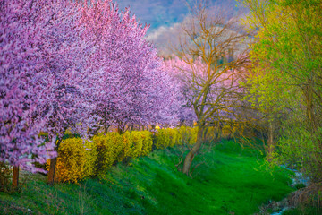 Springtime landscape 