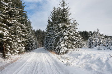 Winter landscape, ski track  in forest